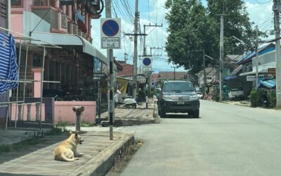 Stray Dogs of Thailand