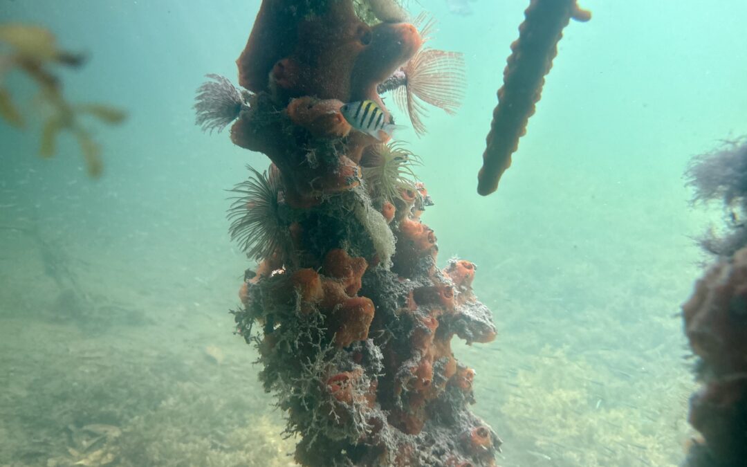 10 Weird Creatures of the Belize Barrier Reef