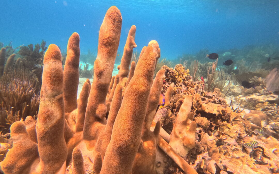 Immersed in Belize Biodiversity